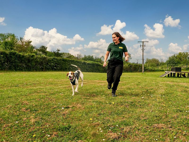 Teaching a best sale dog to come